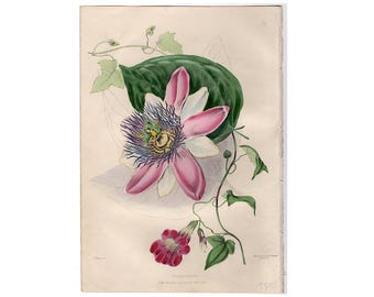 Litografía de flor de la pasión, c. 1850 • Grabado antiguo original • Grabado botánico coloreado a mano • Passiflora belottii