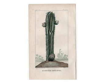 CACTUS engraving c. 1833 • original antique print • hand colored • cacti print • botanical • Euphorbia officinalis