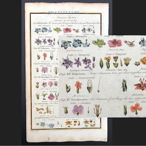 希少！1790年頃の植物彫刻 - リンネの花の秩序 - アンティーク植物プリント - 手彩色の花のプリント -
