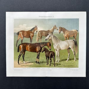 c. 1894 HORSE BREEDS print • original antique print • equine print • horse print • breeds of horses print • Equus caballus • 9.5 X 12"