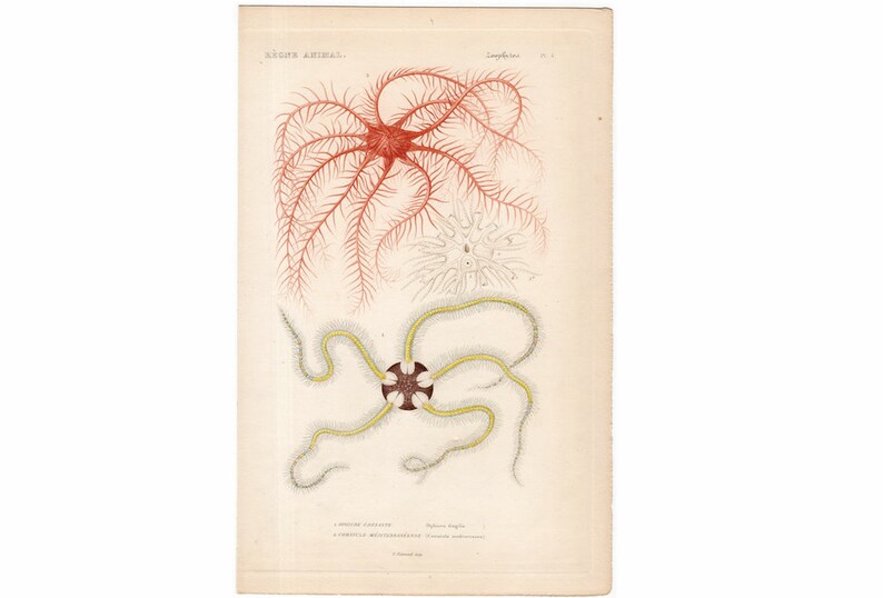 original antique sea life ocean marine animal print sea star engraving ophiura fragilis /& comatula mediterranen 1836 STARFISH PRiNT