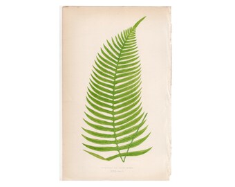 c. 1872 FERN lithograph • original antique print • Lowe botanical print • green ferns print • fern frond print • fern print