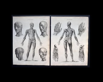 1962 ヴィンテージ人体解剖学、解剖学プリント - 鼠径部裂孔、筋痛