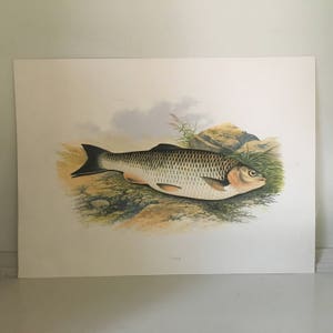 c. 1879 ANTIQUE FISH print • original antique print • sea life art • marine life • beach house art by Houghton • river fish • chub print