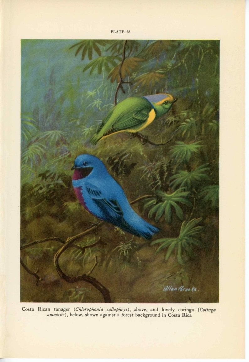 1934 TROPICAL BIRD PRINT c ornithology lithograph bird print original vintage print costa rican tanager /& cotinga