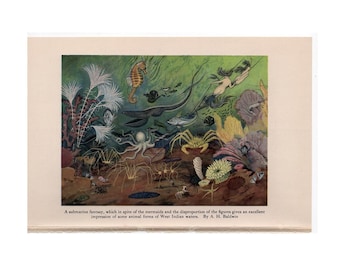 MERMAID OCEAN LANDSCAPE print c. 1934 - original vintage print - ocean print - sea life print - fish octopus starfish anemone crab