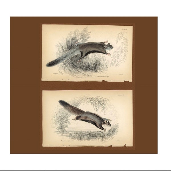 c. 1841 GLIDER &  SQUIRREL lihographs • set of 2 original antique prints • Australian animal prints • Marsupials • Australia •  sugar glider