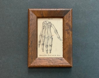 FRAMED HAND SKELETON print c. 1884 - original vintage print • human anatomy print • vintage skeleton print • vintage Halloween decoration •