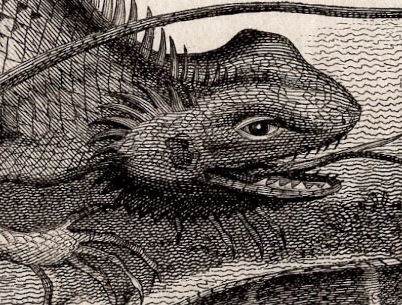 C. 1801 LIZARDS Engraving • Original Antique Print • Reptile Print ...