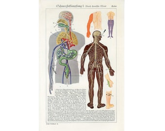 c. 1920's PAIN CONTROL print • original antique print - medical anatomy - pain management • through chemistry • algiatry print
