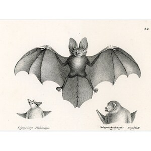 C. 1824 BATS lithograph • original antique print • chiroptera print • pipestrello • bat print • vampire print • chauve souris • roussette