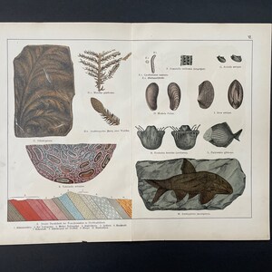 c. 1878 LARGE FOSSIL lithograph • original antique print • prehistoric life print • fossil animals • prehistoric organisms • extinct animals