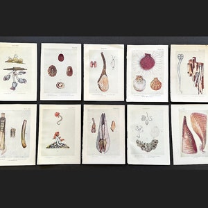 c. 1907 SHELL& SEA FAUNA lithographs • set of 10 original antique prints  • sea life prints - ocean sea shore • beach house • marine life