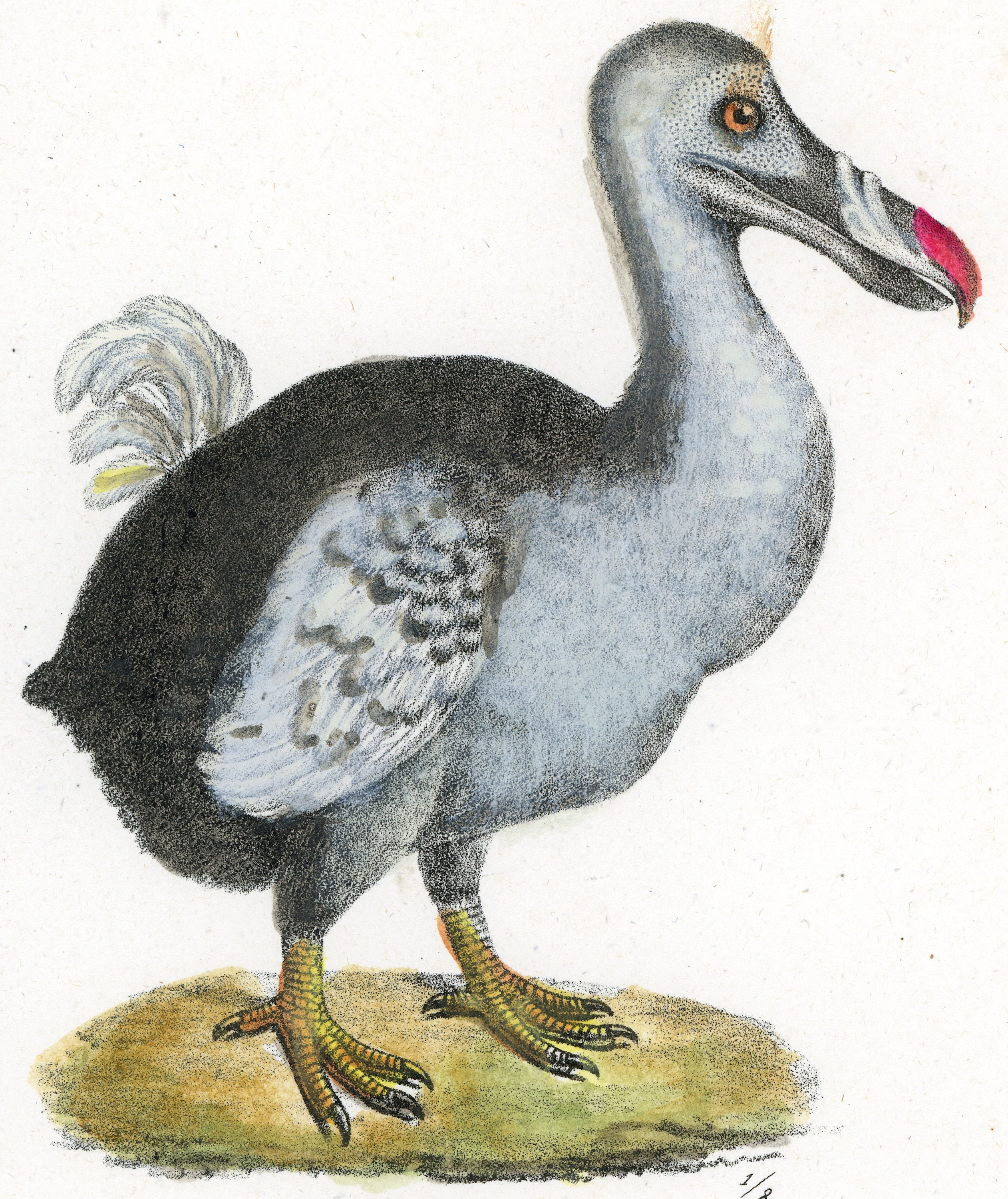 C. 1824 DODO Lithograph • Original Antique Print • Dronte Print