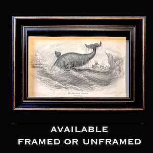 FRAMED WHALE engraving c. 1837 • original antique print • Cetacea • Right whale • bowhead. whale • Greenland whale • in frame or unframed