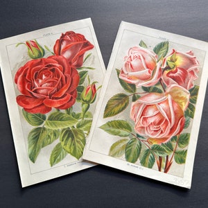 c. 1903 ROSE lithographs • set of 2 original antique prints • botanical print • Valentine bouquet • floral print • Sunset & Gustave Piganeau