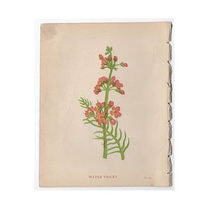 STAMPA ANTICA DI FIORI c. 1853 • stampa antica originale • stampa botanica di Anne Pratt • stampa botanica • violetta d'acqua