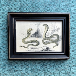 May include: A framed vintage print featuring two detailed illustrations of cobras. The snakes are depicted in shades of green and gray, set against a backdrop of a rocky landscape. The frame is black with a gold trim.