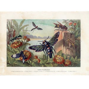 H. 1900 WESPEN & INSEKTEN von INDIEN Lithographie • original Antiker Druck - Fehler und Käfer in Asien Farblithographie