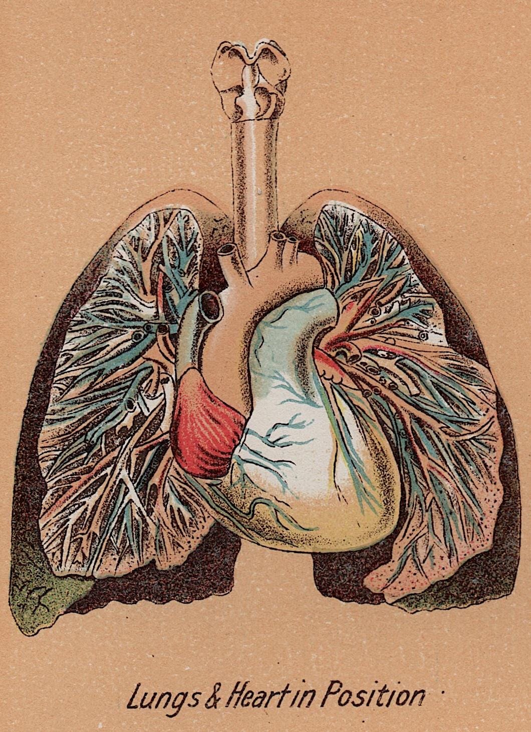 1903年頃 内臓の版画 • オリジナルアンティーク版画 • 人体解剖図版