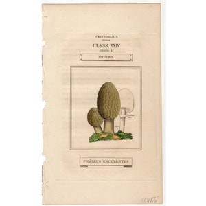 Può includere: Un'illustrazione botanica antica di funghi spugnole, con disegni dettagliati dei funghi. L'opera d'arte include il testo "CRYPTOGAMIA FUNGI CLASS XXIV ORDER 4 MOREL" e "PHALLUS ESCULENTUS". L'illustrazione è su carta invecchiata con bordi strappati.
