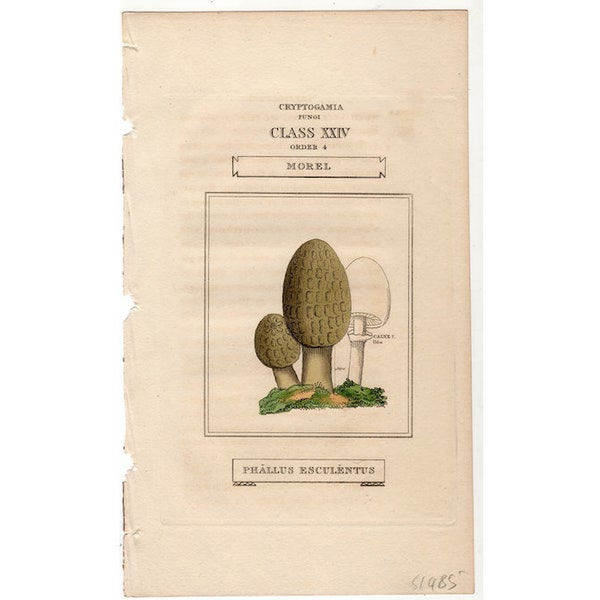 c. 1816 MOREL MUSHROOMS print • original antique print • fungi print • cryptogamia • mushrooming • toadstools • fungus print • mycology