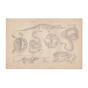 May include: An antique print featuring detailed skeletal diagrams of various reptiles, including a crocodile, snake, turtle, and lizard. The print is in black and white, with the word "Skeletons" at the top. The paper has a vintage, aged appearance.