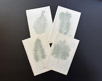 NATURE PRINT FERN Lithographien c. 1910 • Set aus 4 antiken Originaldrucken • Pflanzen • von grünem Farn • mit Bibliotheks-Stempel