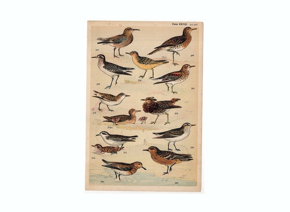 Assorted Antique and Vintage Illustrated Bird Art Prints Assorted Antique and Vintage Illustrated Bird Art Prints