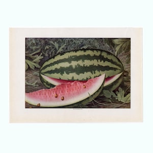 c. 1911 WATERMELON print • original antique print • Summer fruit print • kitchen art • melons print • gourd print • Citrullus lanatus •