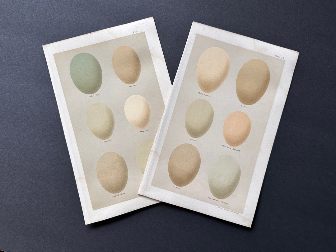 C. 1896 ANTIQUE EGG Prints • Set of 2 Original Antique Prints • Bird ...