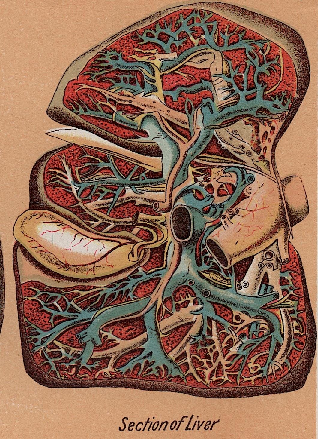 1903年頃 内臓の版画 • オリジナルアンティーク版画 • 人体解剖図版