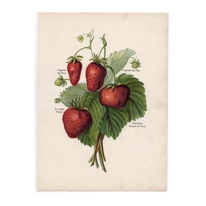 c. 1890 STRAWBERRIES lithograph • original antique print • fruit print • berry print • kitchen botanical • garden print • strawberry print