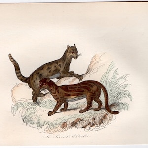 c. 1860 OCELOT & SERVAL wild cat engraving • original antique print • hand colored animal engraving - buffon cuvier natural history