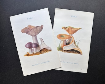 Puede incluir: Dos ilustraciones vintage de setas comestibles. La primera imagen muestra un grupo de setas moradas y blancas etiquetadas como "Wood Blewits (Tricholomopsis rutilans)". La segunda imagen muestra un grupo de setas naranjas y blancas etiquetadas como "Non Milk Cap (Lactarius deliciosus)".