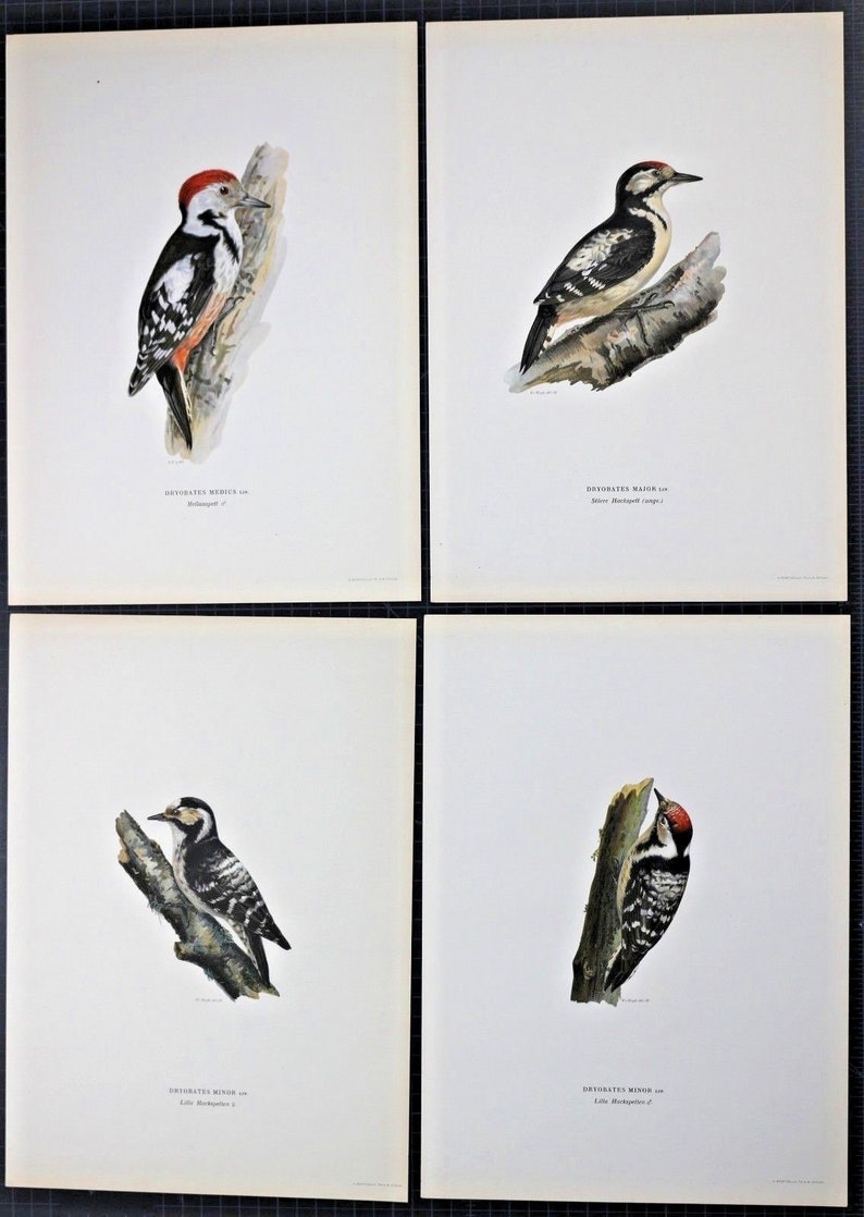 gorgeous color lithograph 1924 WOODPECKER print Lesser Spotted Woodpecker c Wright Swedish ornithology original antique bird print
