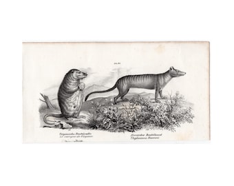 THYLACINE lithograph c. 1824 • original antique print • antique extinct animal print • zoology • virginia possum print • Tasmanian wolf