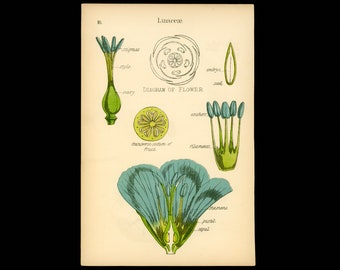 c. 1893 PLANT ANATOMY lithograph • original antique print • botany print • botanical print • vegetable kingdom • blue