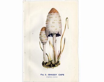 c. 1930 SHAGGY CAPS print • original vintage print • edible mushroom • Coprinus comatus • shaggy ink cap • lawyer's wig • shaggy mane