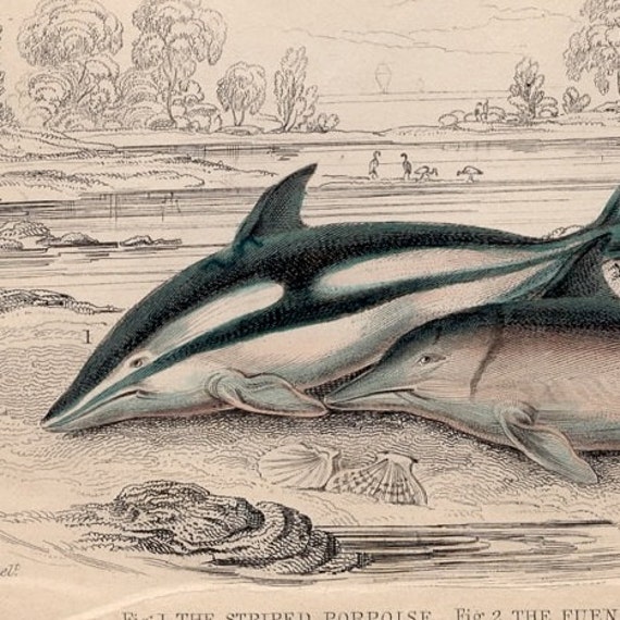 1837 年頃のイルカの彫刻 • オリジナルのアンティークの版画 • 海の