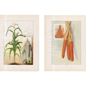 c. 1911 CORN prints • original antique prints • fruit & vegetable prints • food prints • antique vegetable prints - set of 2 lithographs