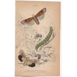 1843 antique BUTTERFLY MOTH engraving original antique entomology print insects Lepidoptera Caterpillar - hand colored in yellow pink green