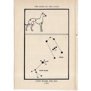 ca. 1944 Canis Major - CONSTELLATION FIGURE Druck - original Vintage Astronomie Druck - Sternkarte - himmlische Lithographie - der Hund