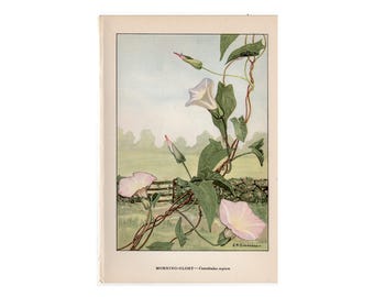 MORNING GLORY Lithographie c. 1930 • Original Vintage Poster • Rosa Blumen • Botanik • Botanische Illustration • Convolvulus sepium