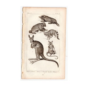 c. 1814 MARSUPIALS ANIMALS engraving • original antique print • pouched animals • badger, wolverine, raccoon, kangaroo and opossum possum