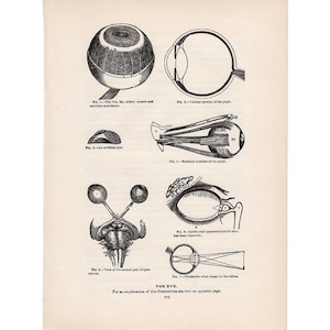 c. 1901 EYE ANATOMY print • original antique print • medical illustration • human anatomy print • sight print • Optometry Optometrist gift