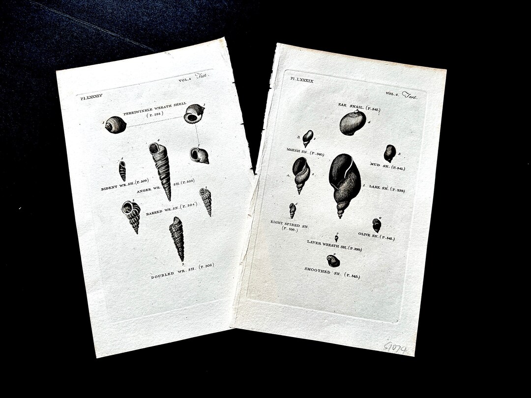 Shell Engravings SHELL Engravings C. 1812 • Set of 2 Original Antique Prints • Sea Life ...