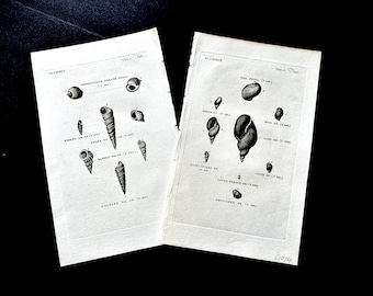 Grafiki MUSZLI ok. 1812 r. • zestaw 2 oryginalnych antycznych druków • wydruki przedstawiające życie morskie • muszle morskie • wydruki plażowe • antyczne muszle • wystrój marynistyczny
