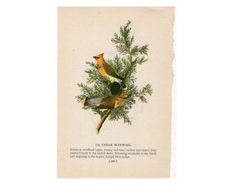 c.1950 CEDAR WAXWING BIRD print - bird lithograph - North American waxwing print - original vintage print -  on reverse