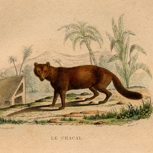 c. 1837 JACKAL engraving • original antique print • wild dog print • Buffon print • antique jackal